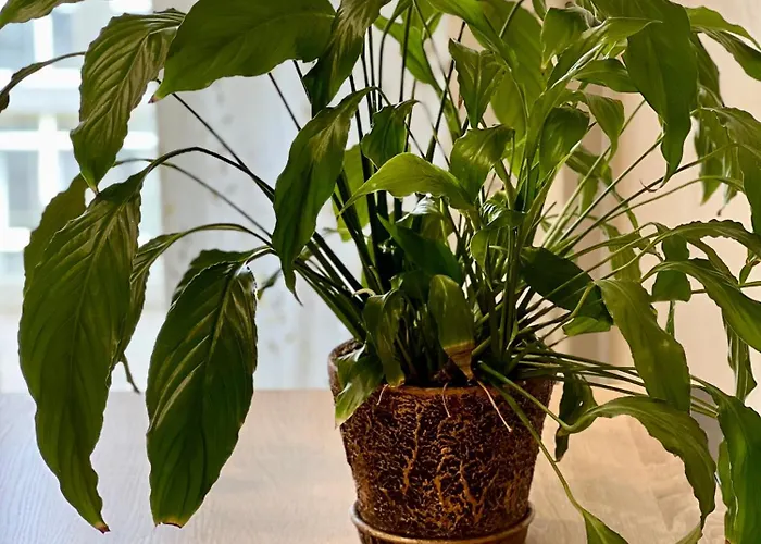 Apartment Osapart At Shevchenka 19 Street