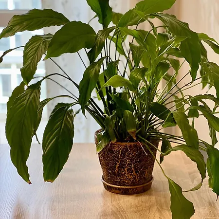 Appartement Osapart At Shevchenka 19 Street